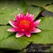 Lily Pad by stownsend