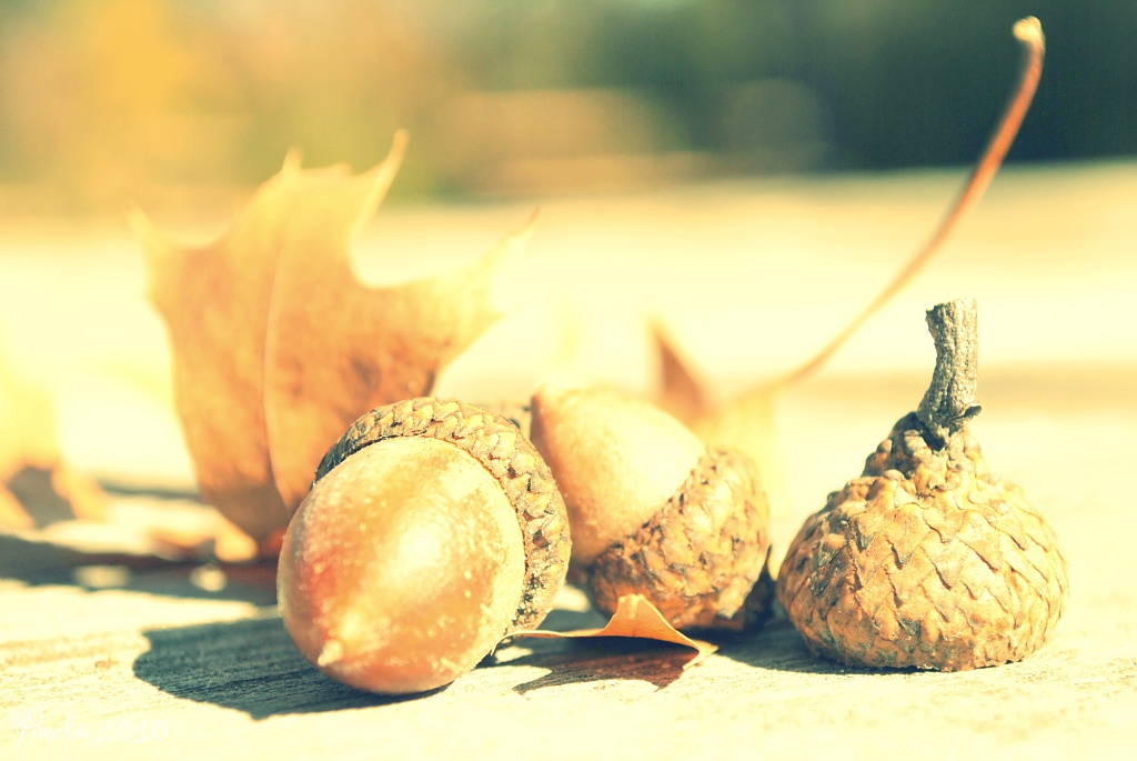 acorns.... by earthbeone