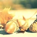 acorns.... by earthbeone