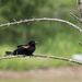 Red Winged Black Bird by gardencat