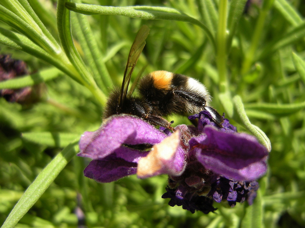 Bee on a Lavandula flower by pyrrhula