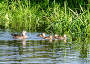 5th Jun 2014 - What is this duck - 5-06
