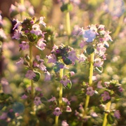5th Jun 2014 - A patch of thyme