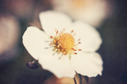 14th May 2014 - floral macro - wild strawberry flower