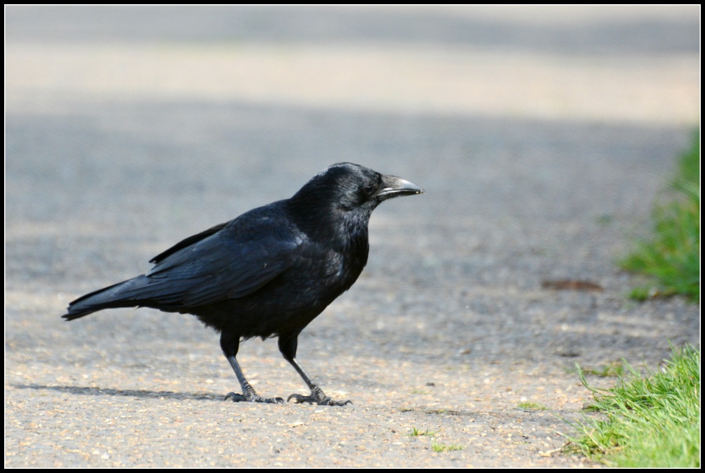 Mr Crow by rosiekind