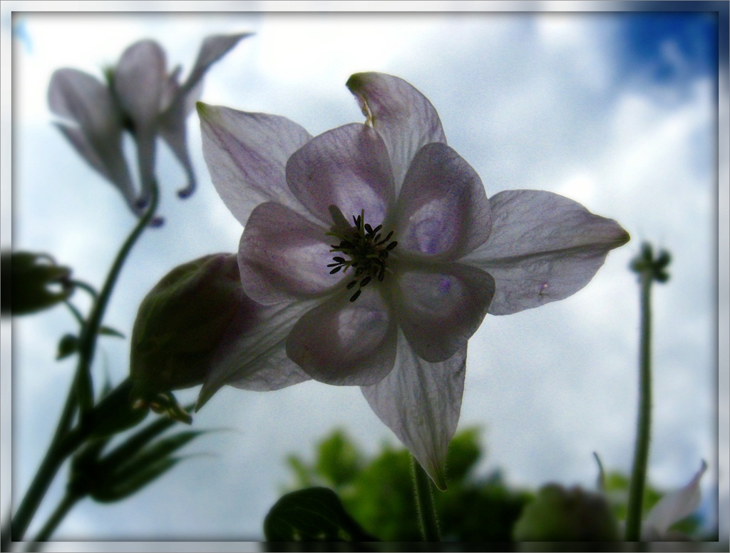 Another Columbine by olivetreeann