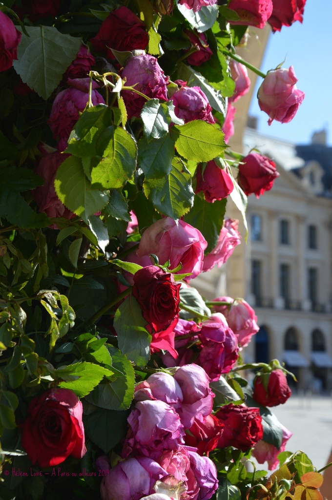Piaget Rose Day place Vendome by parisouailleurs