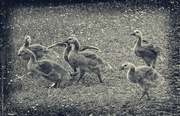 5th Jun 2014 - A Gaggle of Goslings (given an old black and white look)