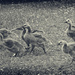 A Gaggle of Goslings (given an old black and white look) by gardencat