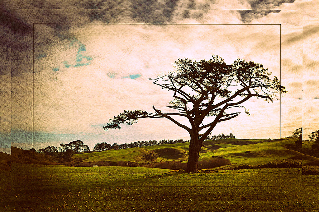 Te Toro Lone Tree.. by julzmaioro