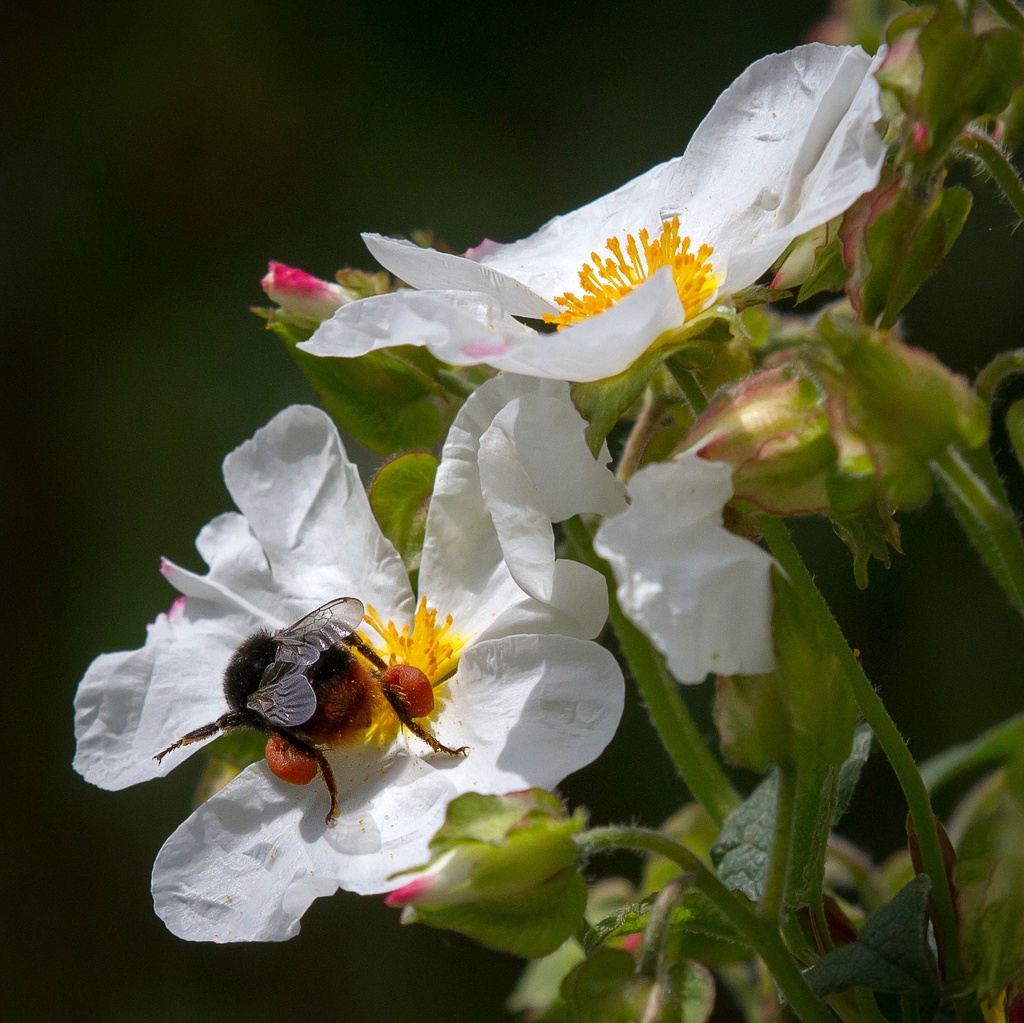 blimey, look at the pollen sacs on that by jantan