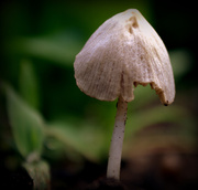 5th Jun 2014 - Day 156:  Garden Mushroom 