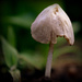 Day 156:  Garden Mushroom  by sheilalorson