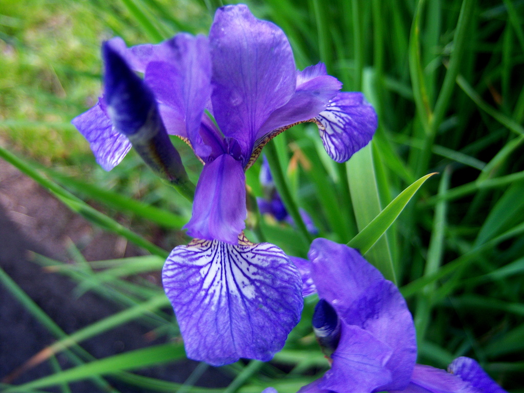 Iris Sibirica by bruni