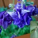 One of our columbine flowers. by bruni