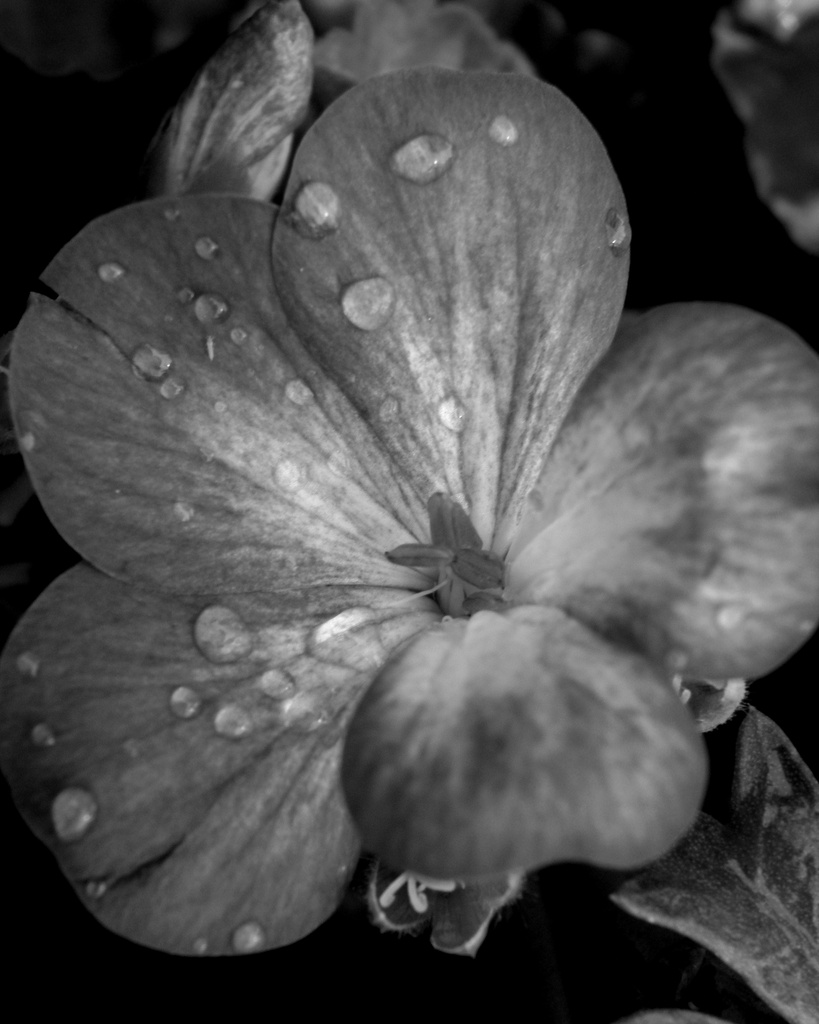June 5-Water: more waterdrops by daisymiller