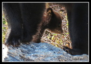 6th Jun 2014 - Bear cub