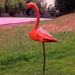 Flamingo by lifepause