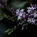 Lilac by dakotakid35