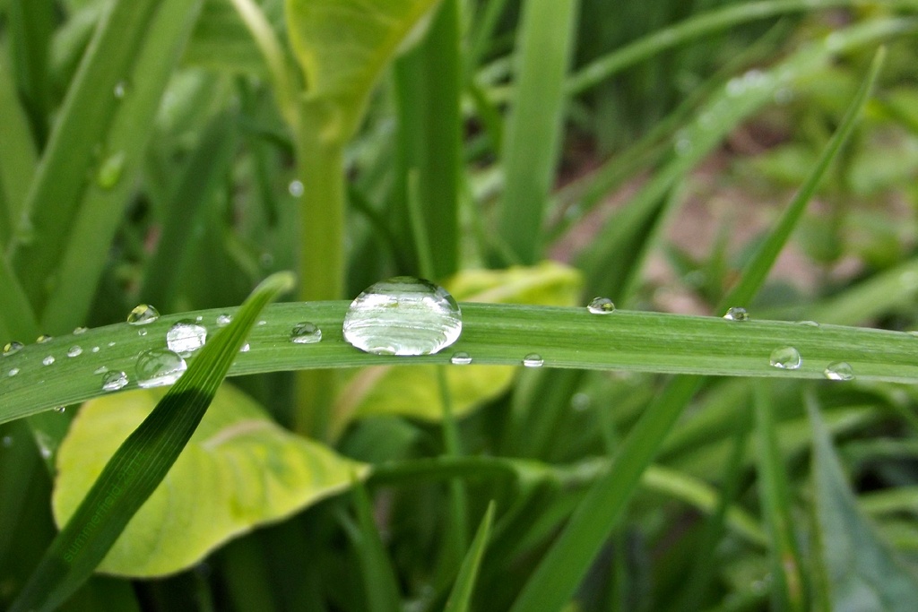 dewdrops by summerfield