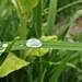 dewdrops by summerfield