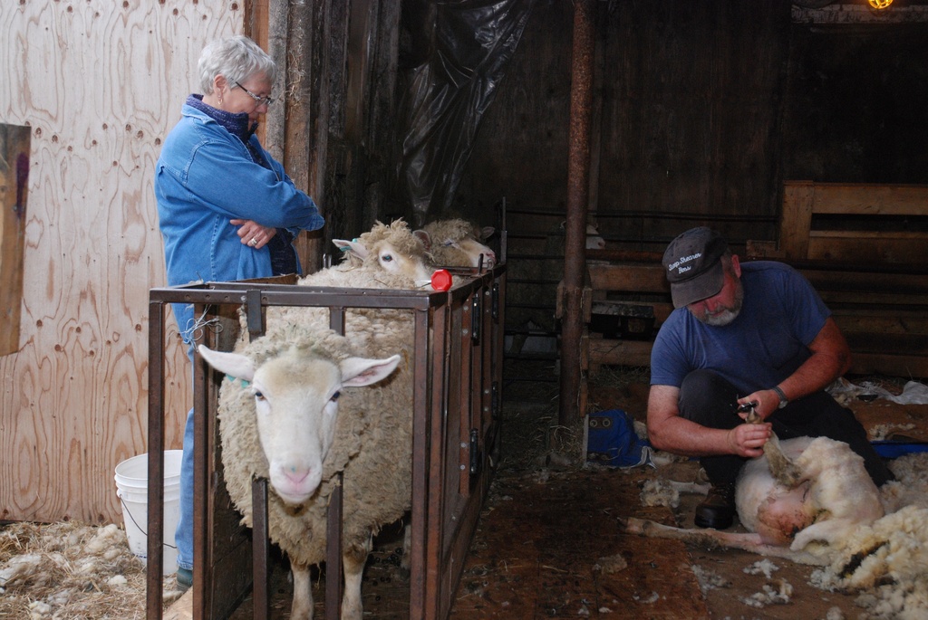 Shearing Day by farmreporter