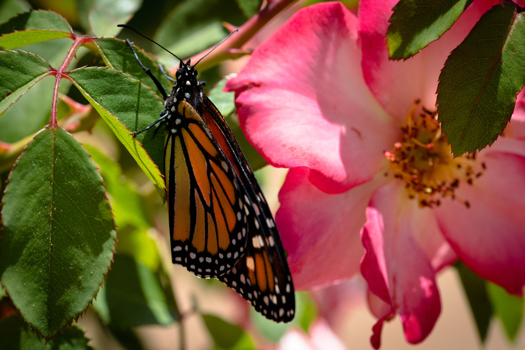 Monarch Butterfly by stray_shooter