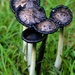 Mushroom Mania - Day 6 (3 of 3) by gigiflower