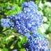 Ceanothus blue for my Quilt by filsie65