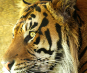 6th Jun 2014 - Sumartran Tiger.