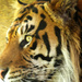 Sumartran Tiger. by padlock