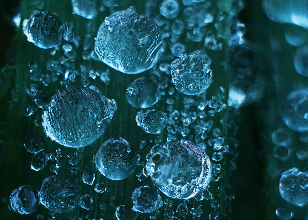 frozen dewdrops by kali66