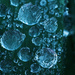 frozen dewdrops by kali66