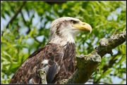 6th Jun 2014 - Bald eagle