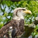 Bald eagle by rosiekind
