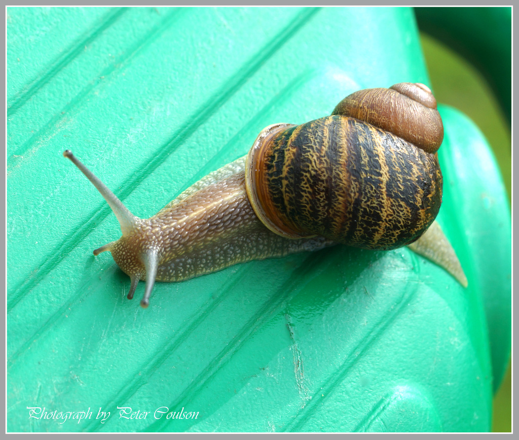 Common Land Snail by pcoulson