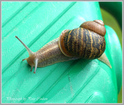 6th Jun 2014 - Common Land Snail
