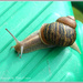 Common Land Snail by pcoulson