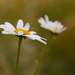 Ox-eye daisy by leonbuys83