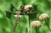 6th Jun 2014 - Dragonfly Macro