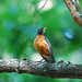 Robin on a branch! by fayefaye