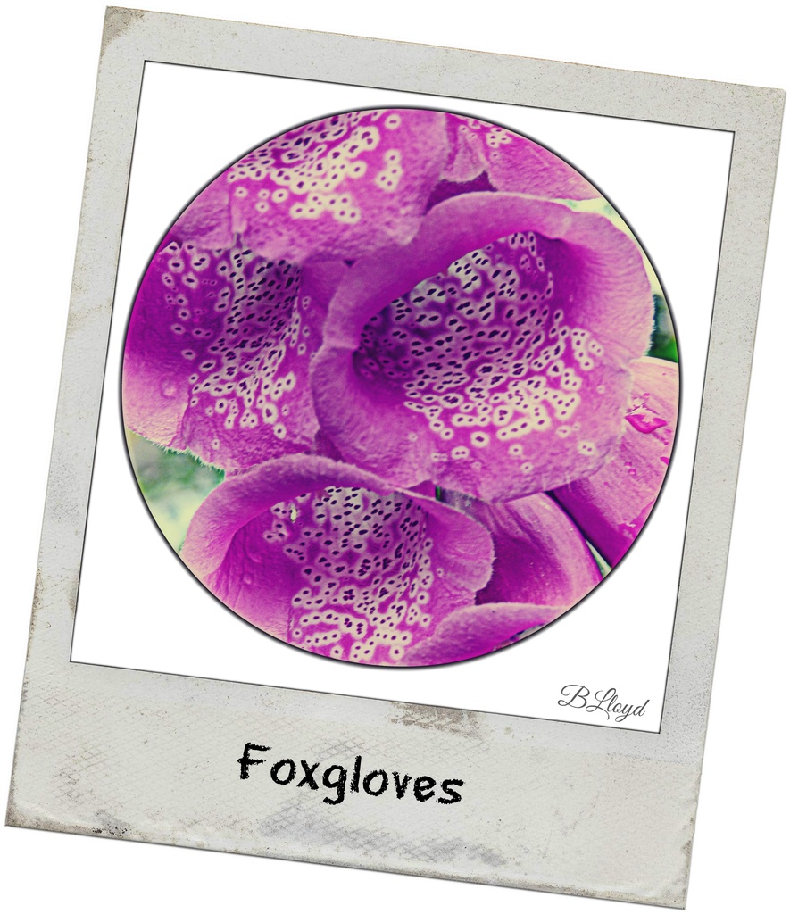 Foxgloves (2) by beryl