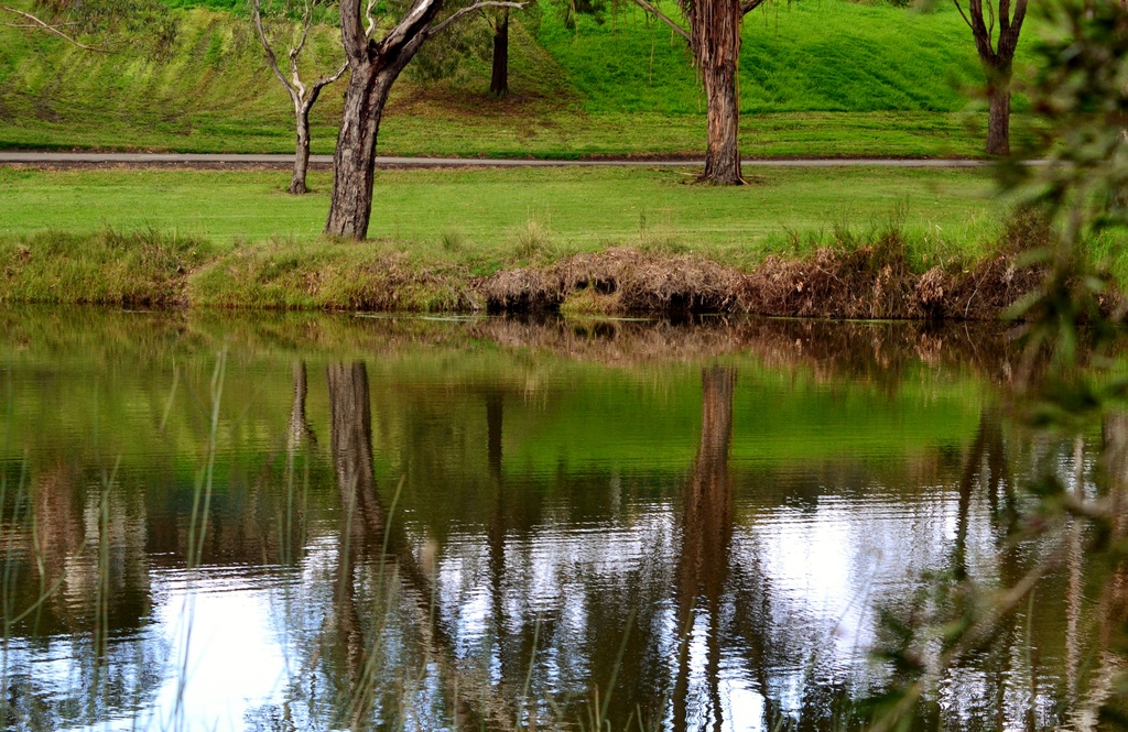 Gum tree reflections by dianeburns