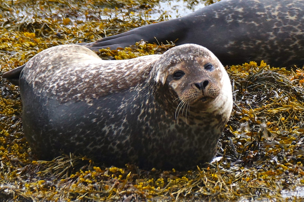 ANOTHER SEAL FROM SHAPINSAY by markp