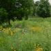 Meadow at KSU by mcsiegle
