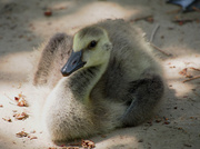 6th Jun 2014 - Baby Canada Goose