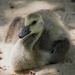 Baby Canada Goose by selkie