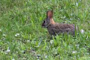 6th Jun 2014 - Bunny