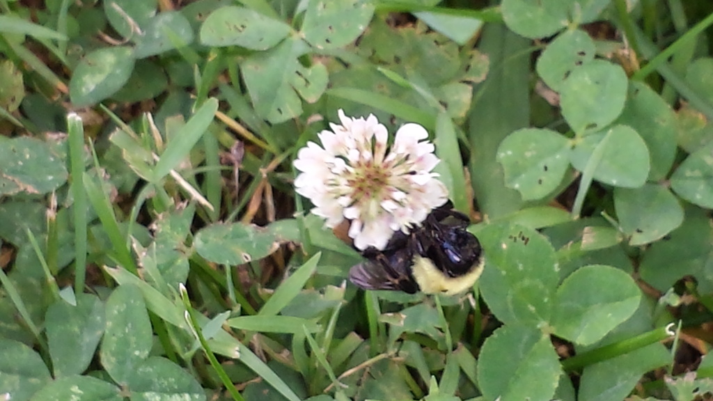 Bee by randystreat