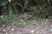 6th Jun 2014 - Bunny by the Driveway